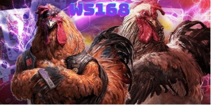 Sơ lược về sảnh đá gà WS168 - Sảnh chơi hấp dẫn nhất hiện nay